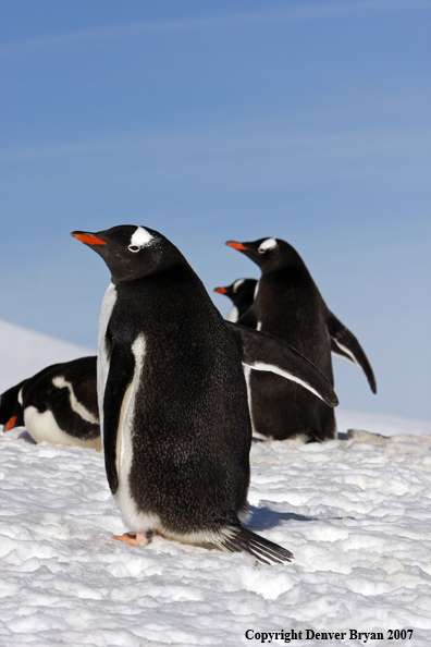 Gentoo Penguin in habitat