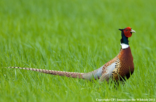 Rooster Pheasant in field. 