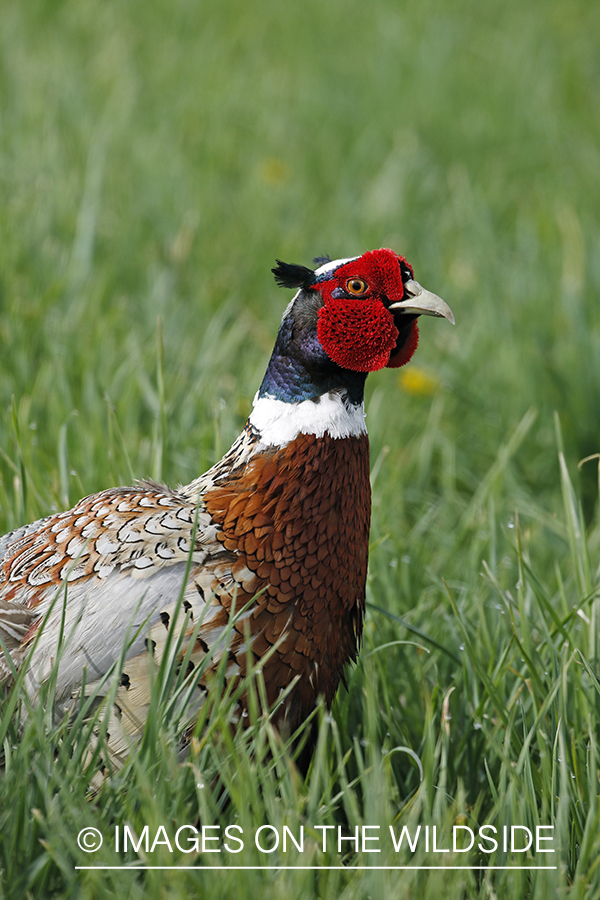 Ring-necked pheasant in grass.