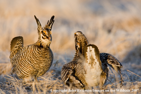 Greater Prairie Chickens in habitat.