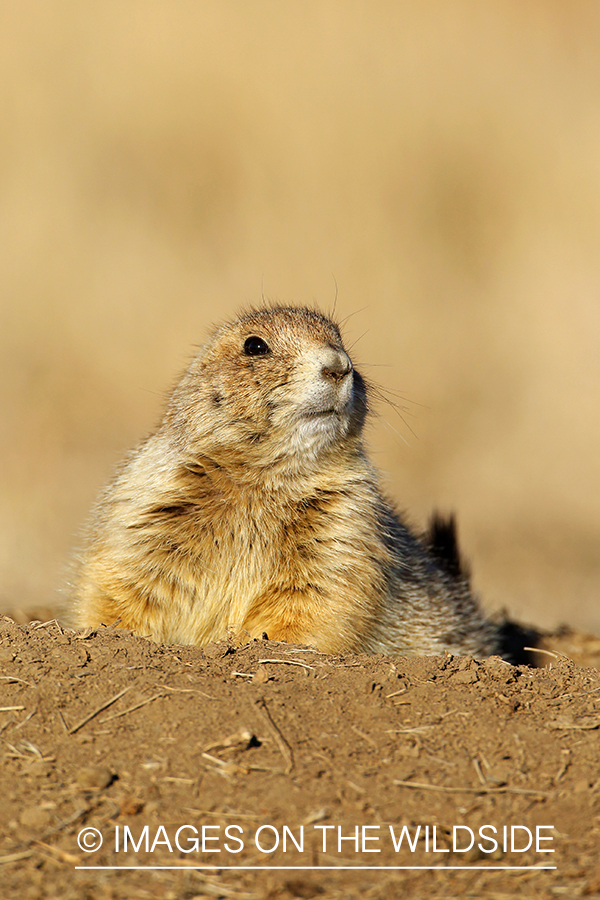 Prairie dog in habitat.