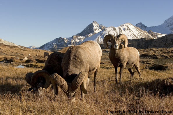 Herd of Rocky Mountain bighorn sheep (rams).