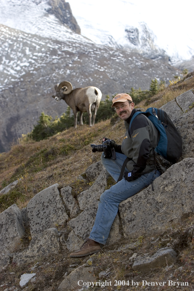 Photographer with Rocky Mountain bighorn sheep.