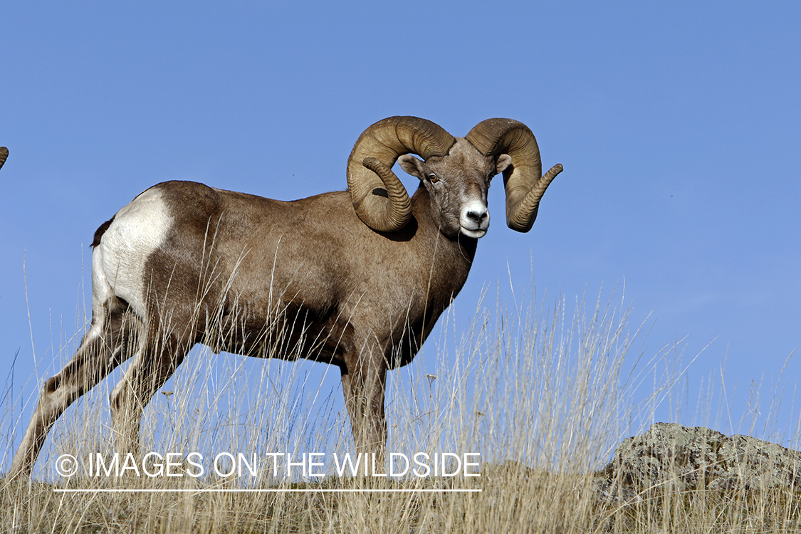 Rocky Mountain bighorn sheep in field.