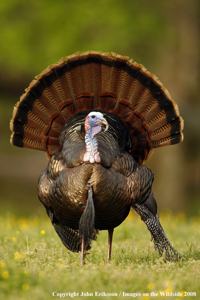 Eastern Wild Turkey