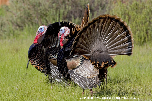 Wild eastern turkeys in full display.