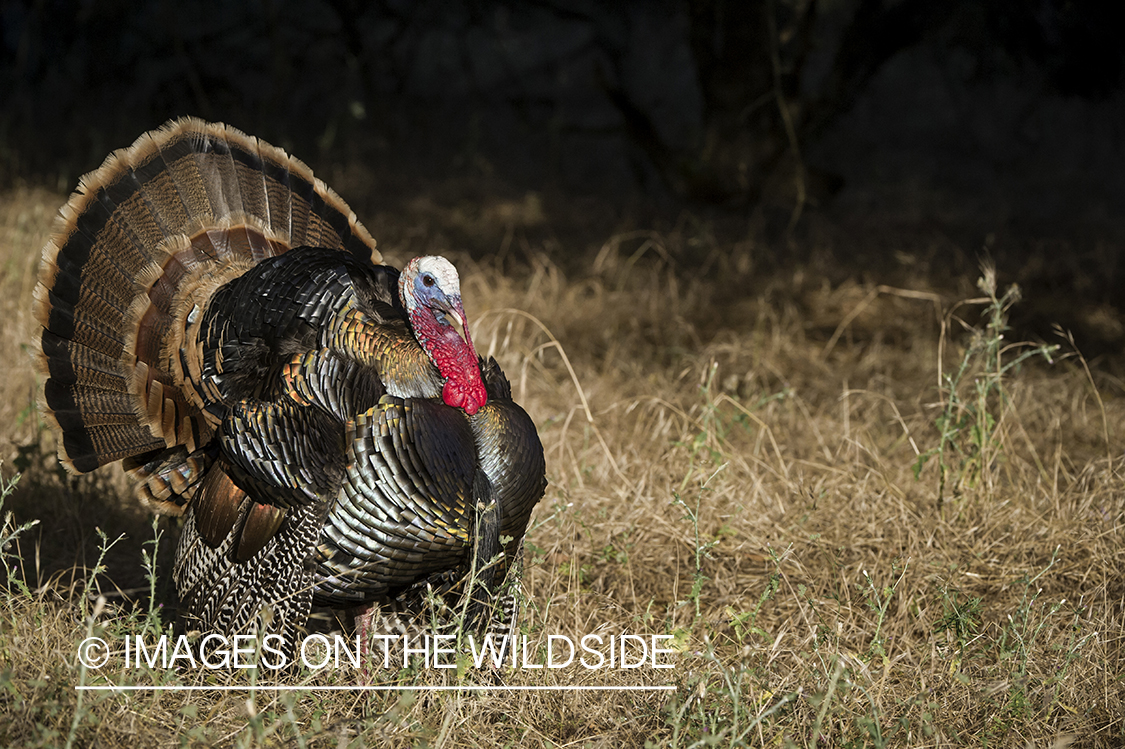 Rio Grande turkey in habitat.