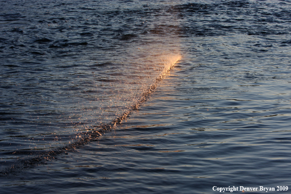 Flyfishing line striking water