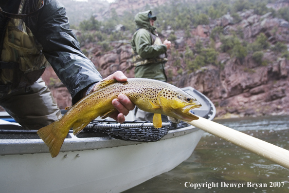 Brown trout being released by fisherman.