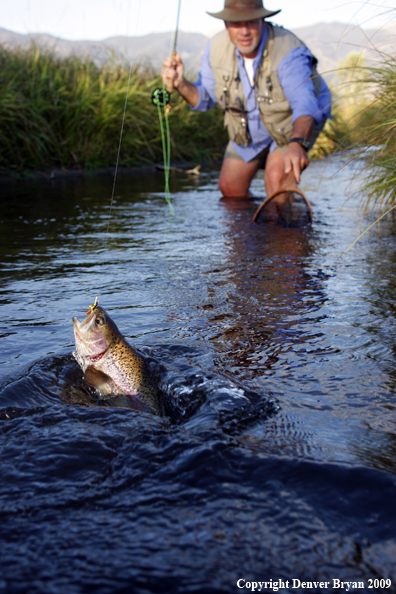 Flyfisherman landing rainbow trout