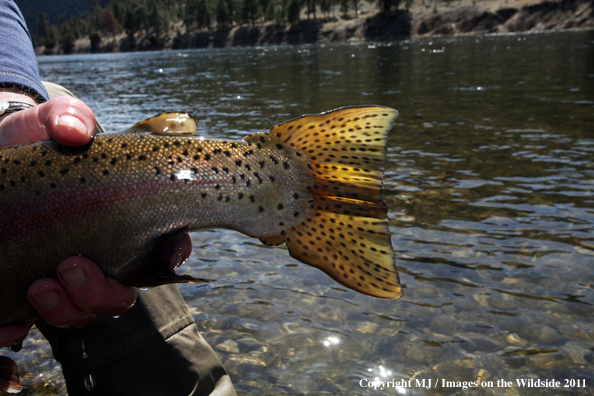 Tail of rainbow trout in habitat.