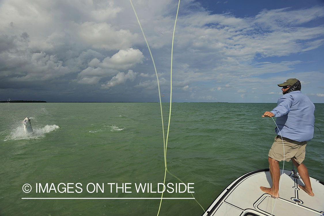 Flyfisherman fighting jumping tarpon on line.