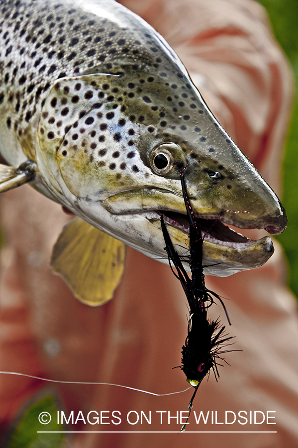 Flyfisherman releasing brown trout.