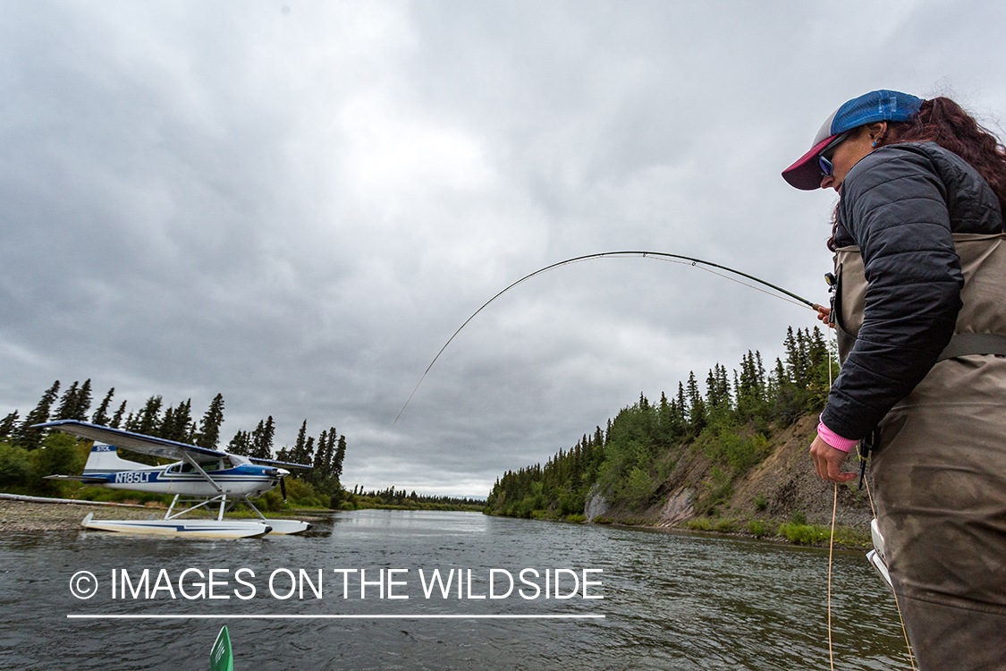 Flyfisher Camille Egdorf fighting fish on Nushagak river, Alaska.