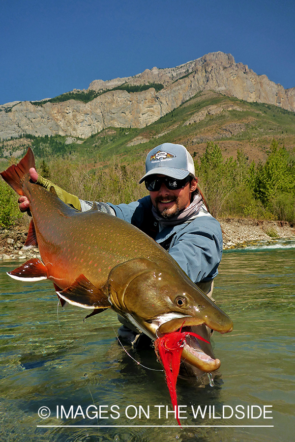 Flyfisherman releasing bull trout.