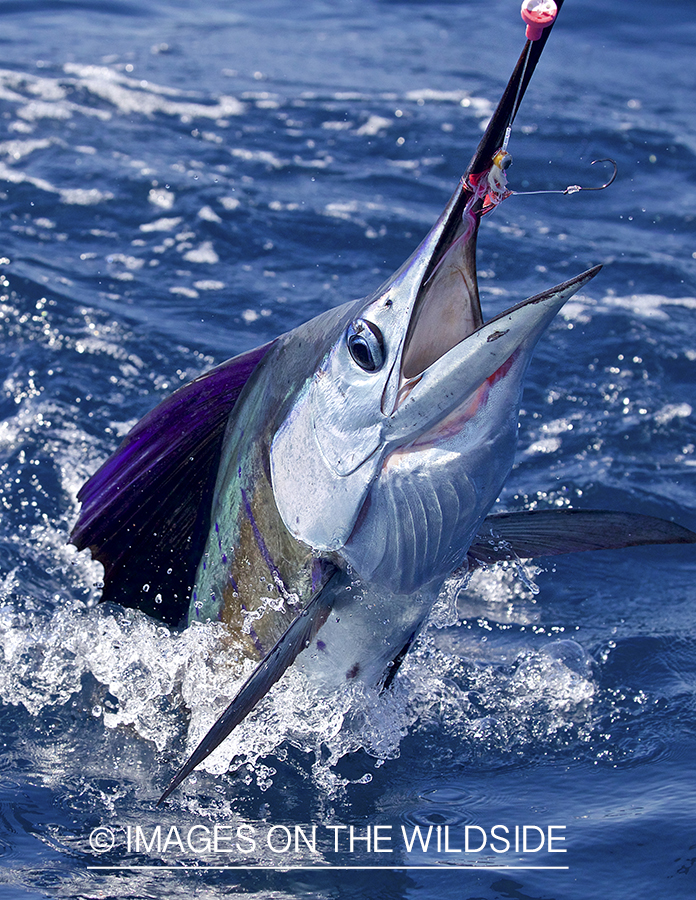 Sailfish jumping out of water.