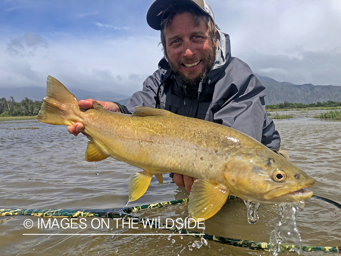 Flyfisherman releasing brown trout.