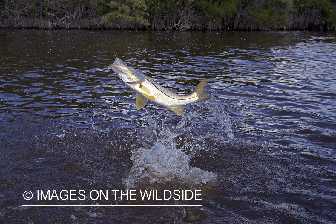 Hooked jumping snook fish.