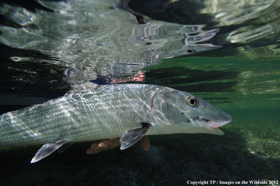 Fisherman releasing a bonefish.