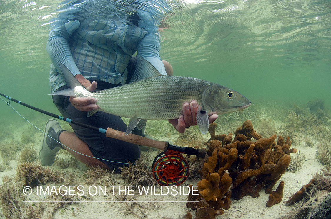 Flyfisherman releasing bonefish.