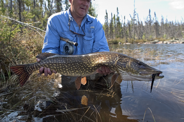 Flyfisherman with Northern pike