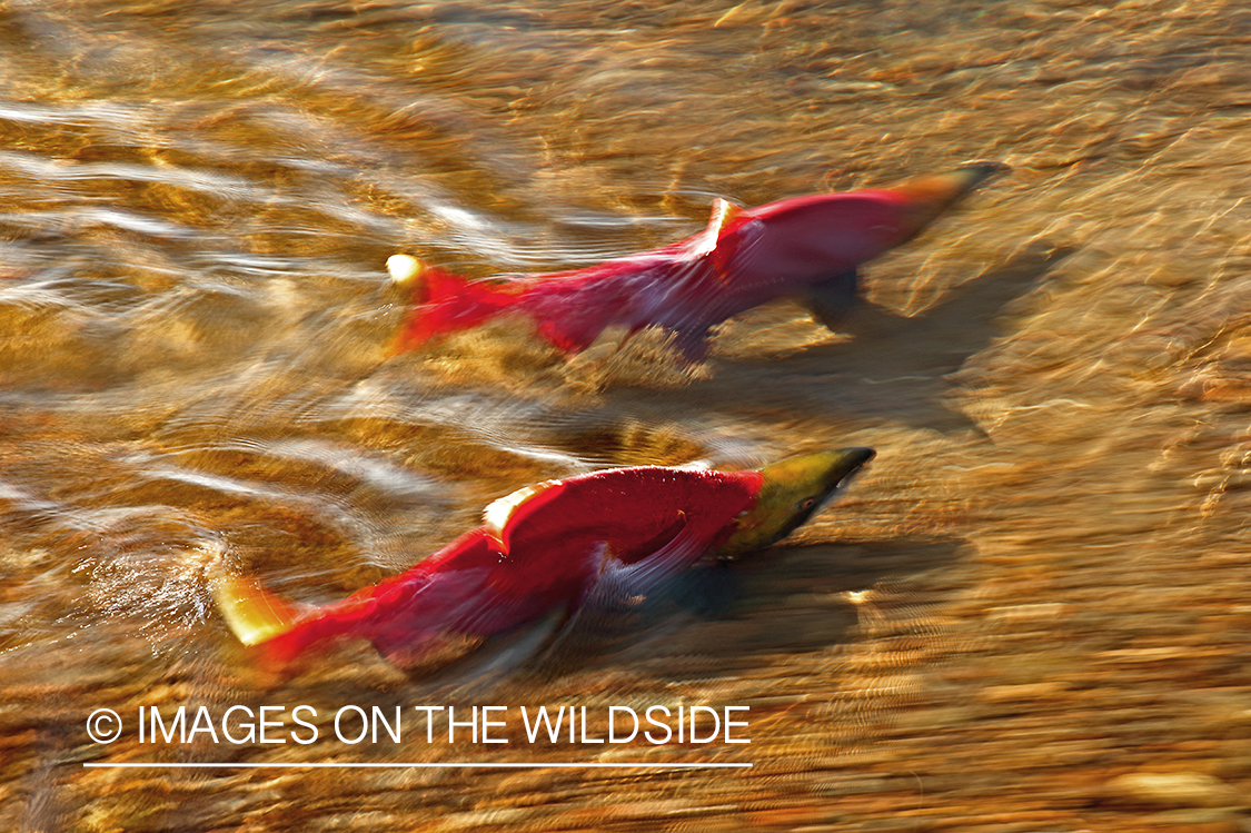 Alaskan Sockeye Salmon (Bristol Bay, Alaska)