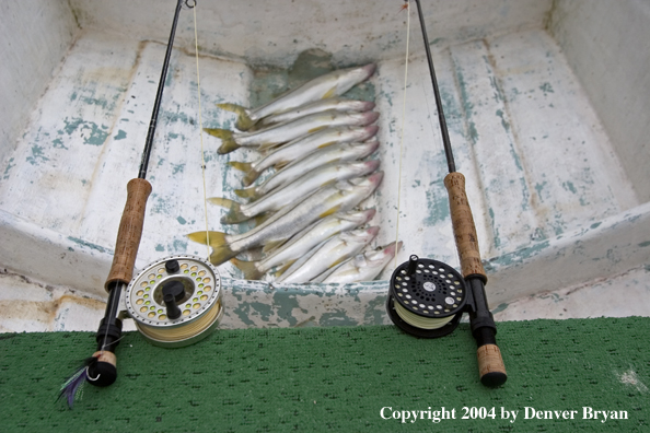 Flyfisherman's snook catch