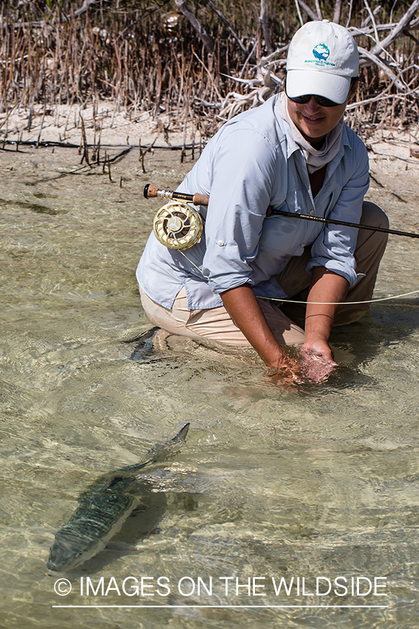 Flyfishing woman releasing bonefish.