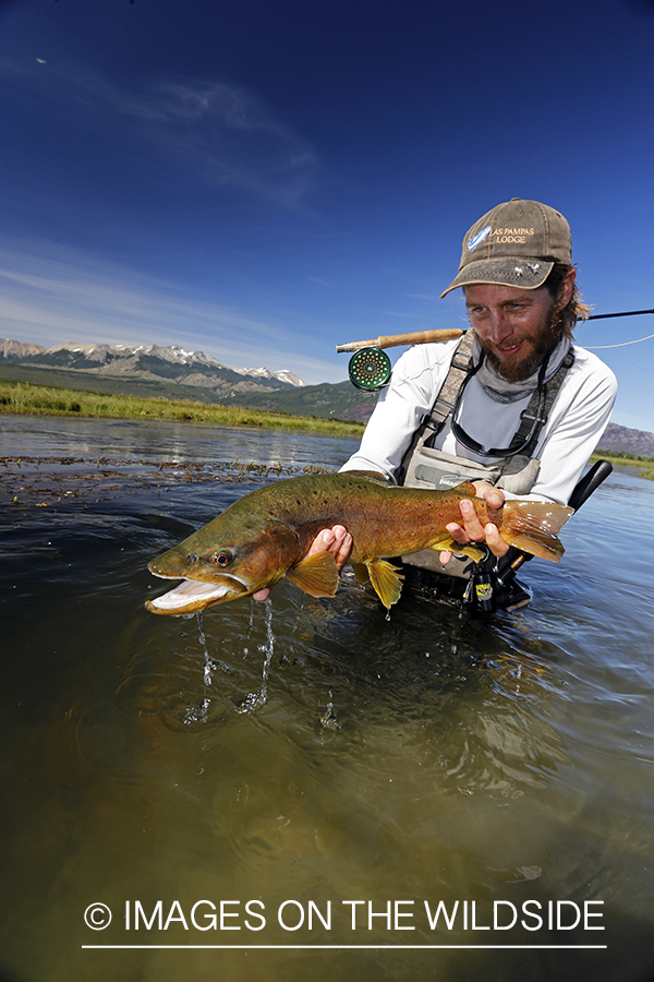 Flyfisherman releasing brown trout.