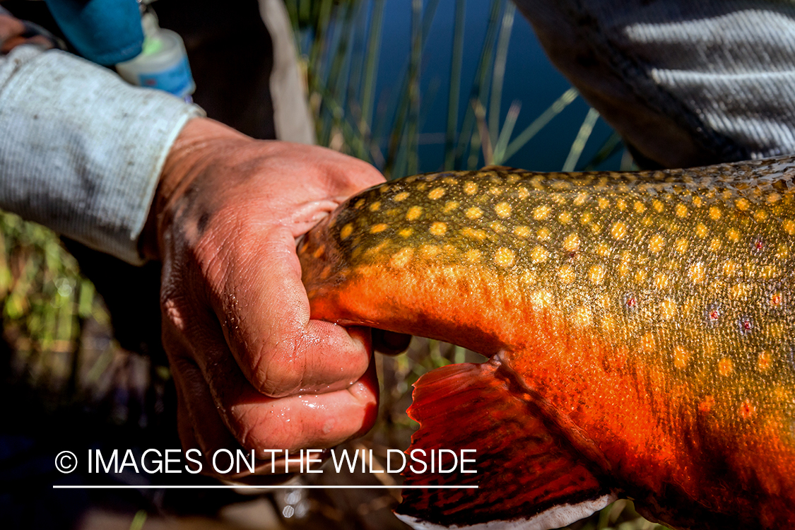 Flyfisherman with brook trout.