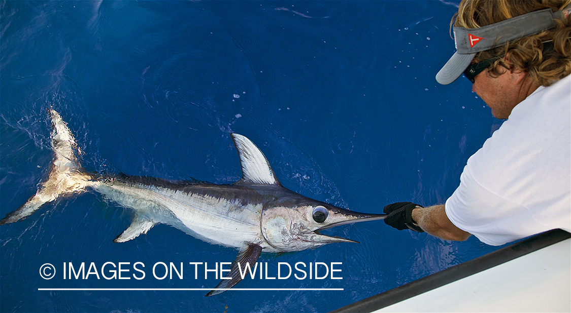 Fisherman landing swordfish.