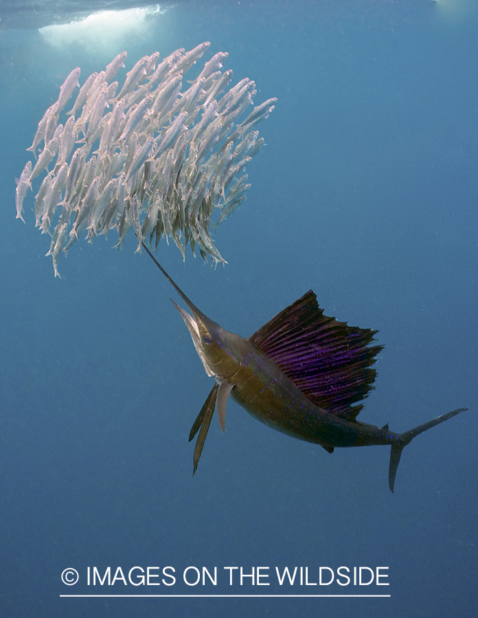 Sailfish hunting bait fish in open ocean.