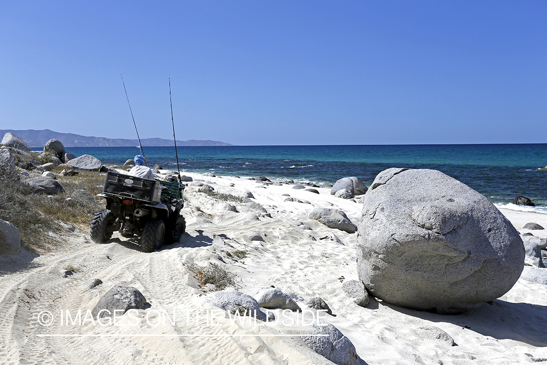 Chasing roosterfish on Baja Peninsula, Mexico.