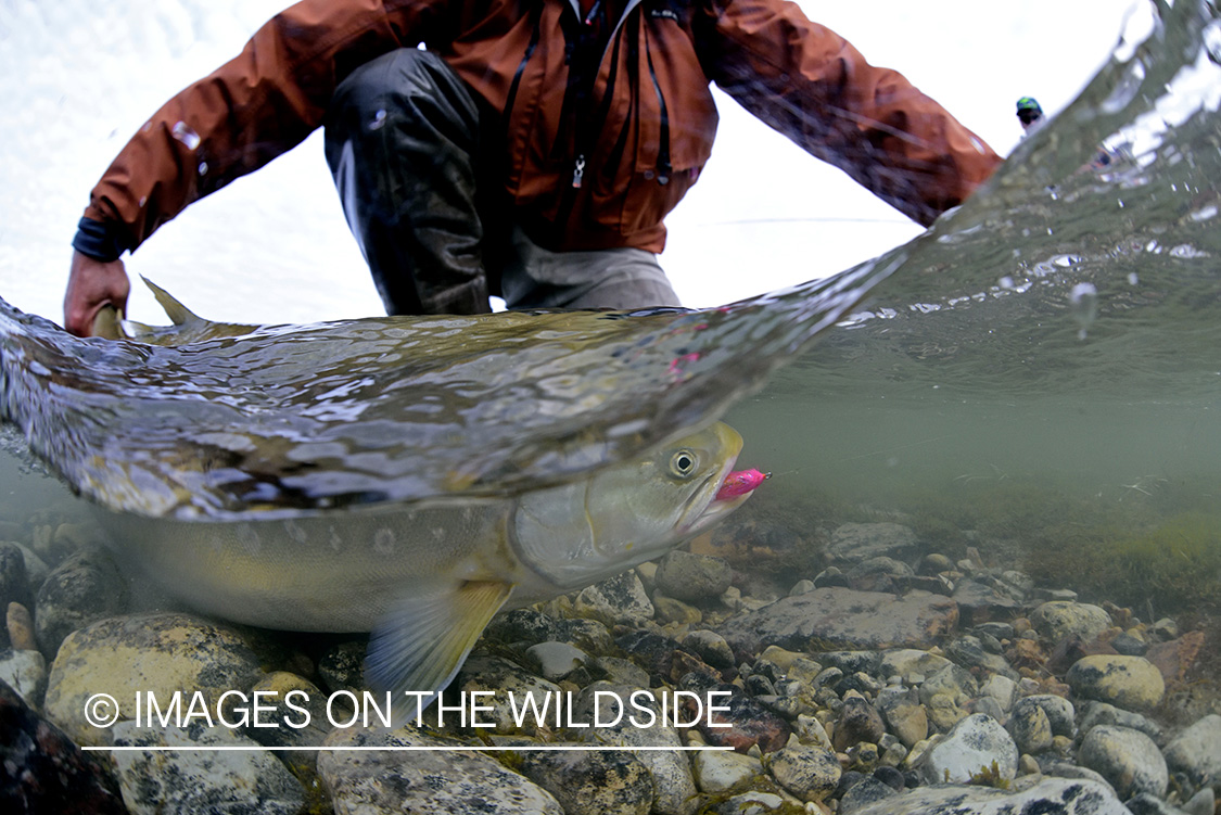 Flyfisherman with Arctic Char underwater.