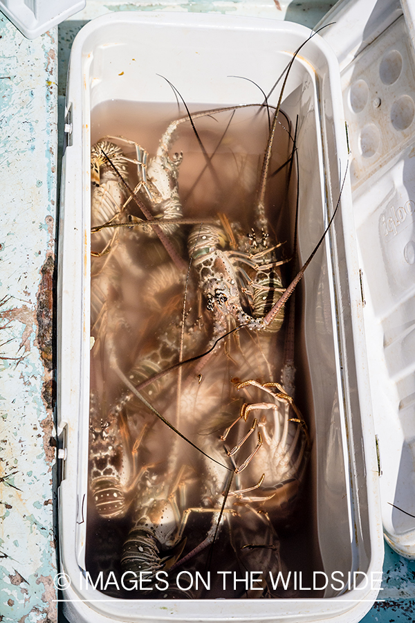 Cooler of Spiny lobster.