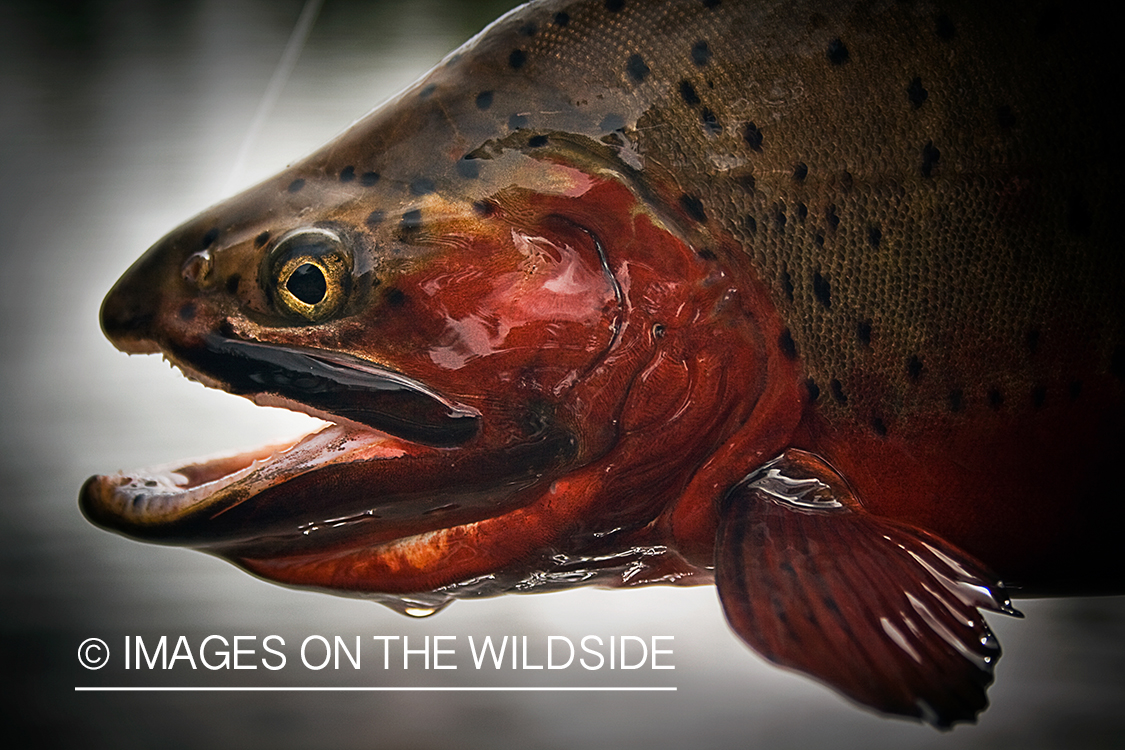 Cutthroat trout.