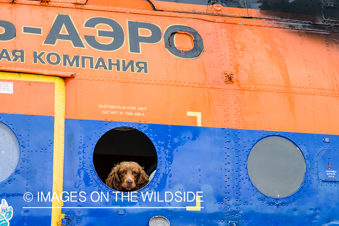 Dog in window of Russian Helicopter over Kamchatka Peninsula, Russia. 