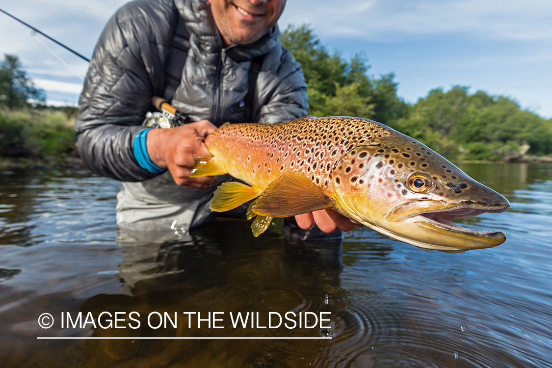 Flyfisherman releasing trout.