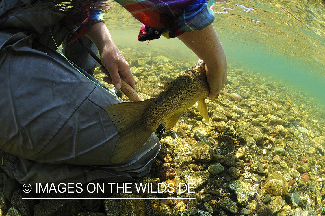 Flyfisherman with trout underwater.