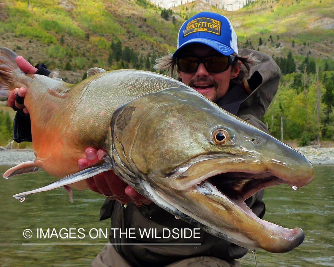 Flyfisherman with bull trout.