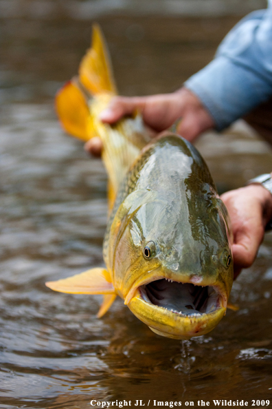 Golden Dorado fish species