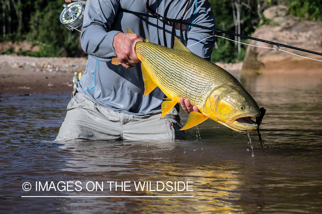 Flyfishing for Golden Dorado in Bolivia.