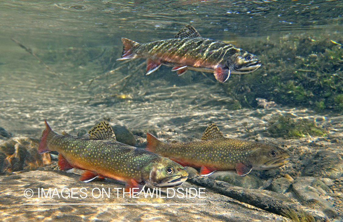 Brook Trout underwater.