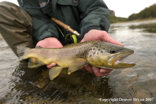 Flyfisherman holding/releasing brown trout.  Closeup of trout.