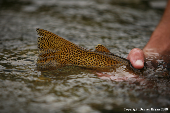 Cutthroat Trout Tail