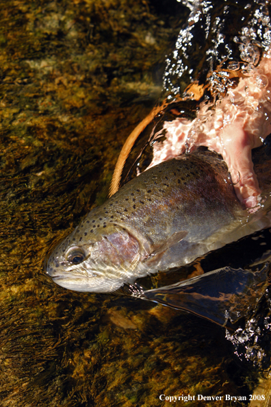 Rainbow trout in habitat