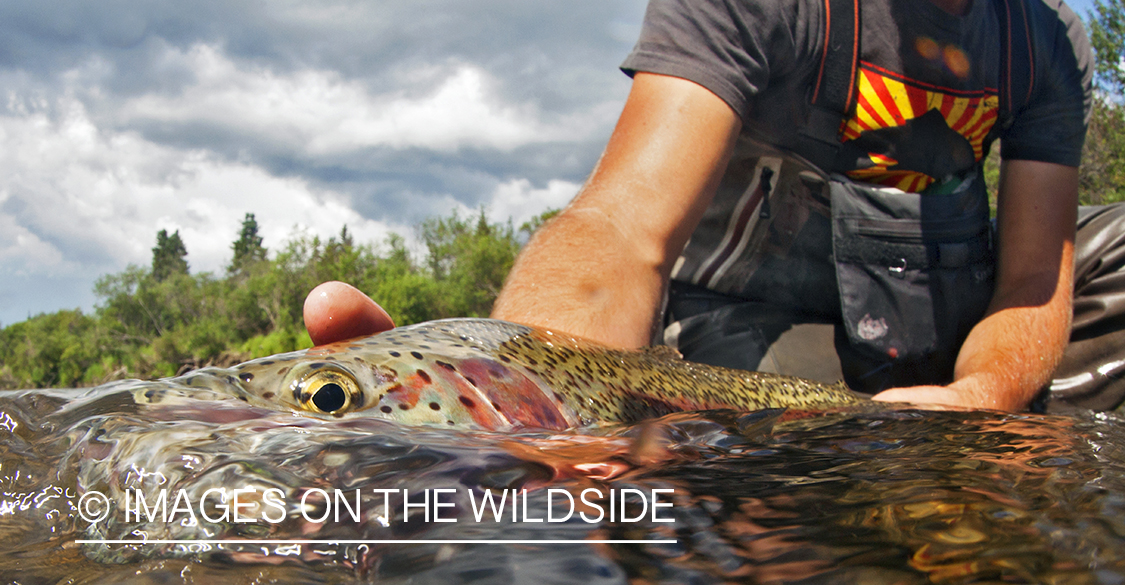 Rainbow Trout in the water.