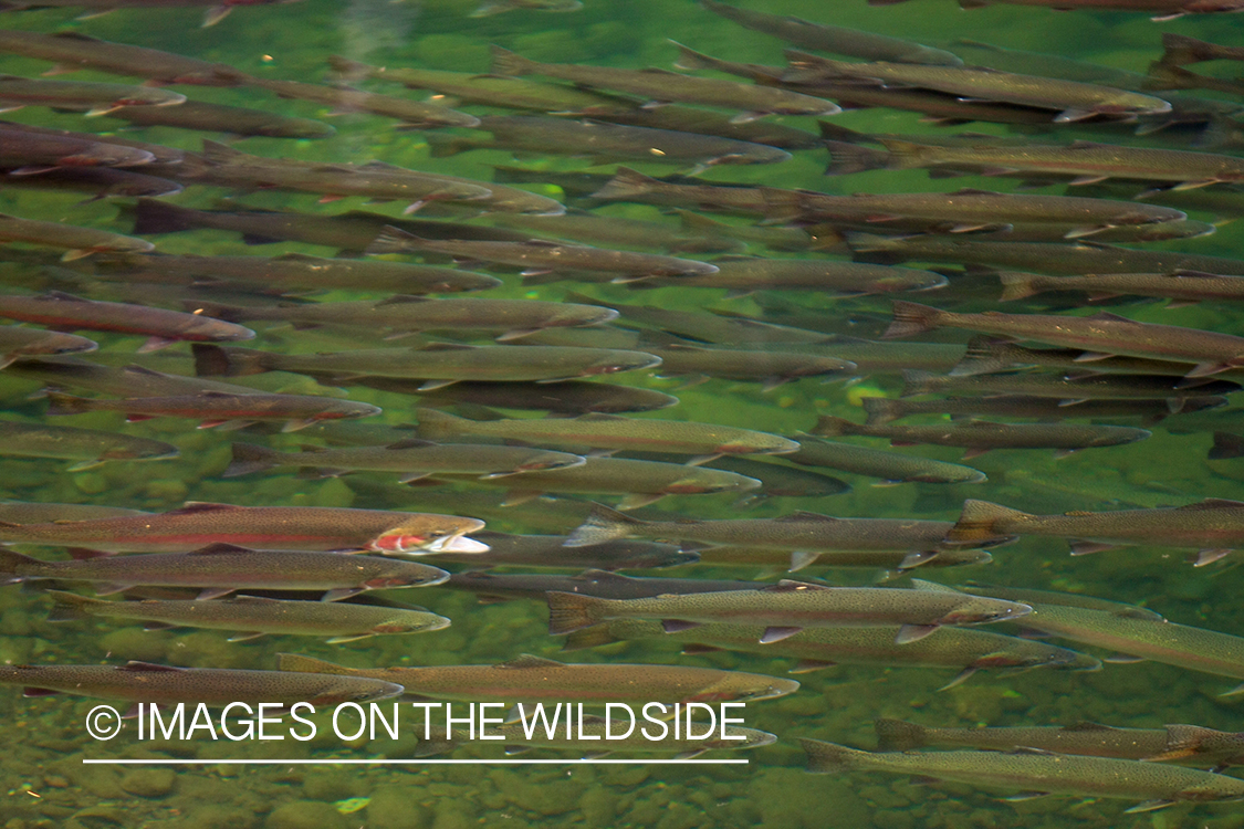 School of steelhead trout.