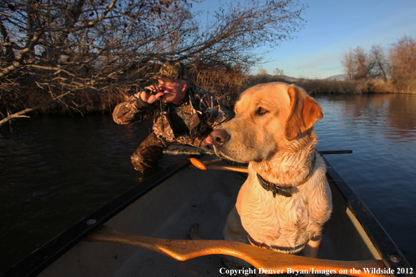 Duck hunter with yellow labrador retriever in canoe. 