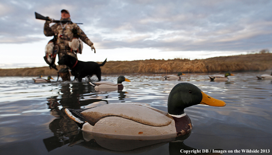 Waterfowl hunter setting decoys with black labrador retriever.